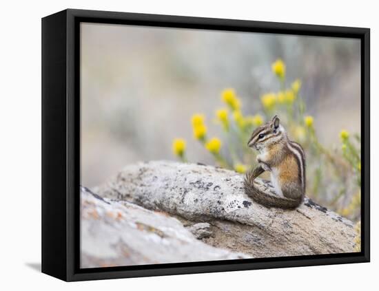 Wyoming, Sublette County, Least Chipmunk with Front Legs Crossed-Elizabeth Boehm-Framed Premier Image Canvas