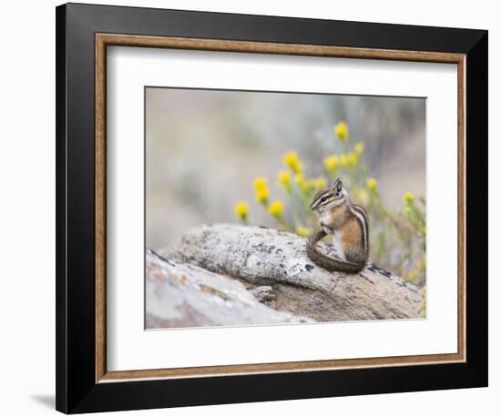 Wyoming, Sublette County, Least Chipmunk with Front Legs Crossed-Elizabeth Boehm-Framed Photographic Print