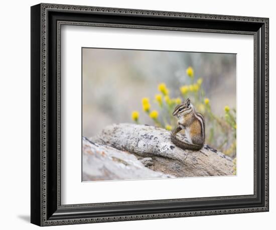 Wyoming, Sublette County, Least Chipmunk with Front Legs Crossed-Elizabeth Boehm-Framed Photographic Print