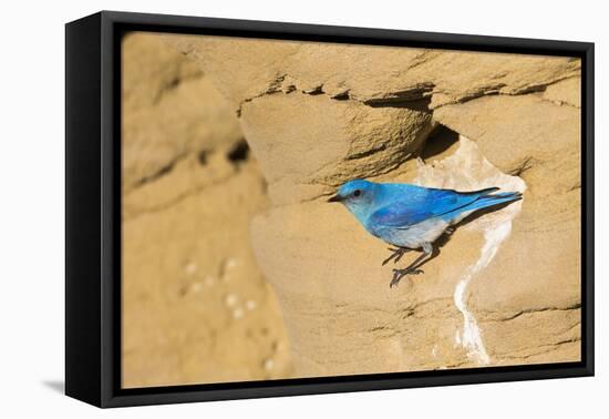 Wyoming, Sublette County. Male Mountain Bluebird leaves the nest sight in a sandstone cliff-Elizabeth Boehm-Framed Premier Image Canvas
