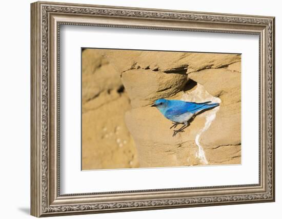 Wyoming, Sublette County. Male Mountain Bluebird leaves the nest sight in a sandstone cliff-Elizabeth Boehm-Framed Photographic Print
