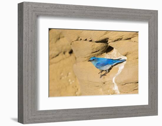 Wyoming, Sublette County. Male Mountain Bluebird leaves the nest sight in a sandstone cliff-Elizabeth Boehm-Framed Photographic Print