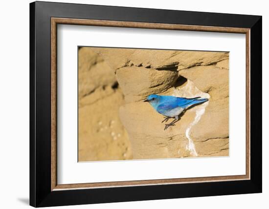 Wyoming, Sublette County. Male Mountain Bluebird leaves the nest sight in a sandstone cliff-Elizabeth Boehm-Framed Photographic Print