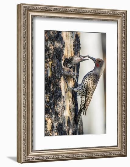 Wyoming, Sublette County. Male Northern Flicker feeds two of it's young at a cavity nest-Elizabeth Boehm-Framed Photographic Print