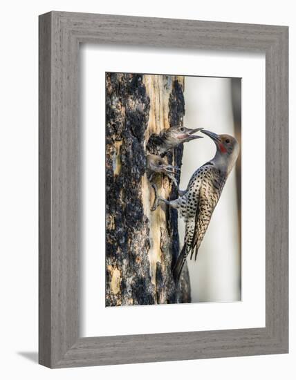 Wyoming, Sublette County. Male Northern Flicker feeds two of it's young at a cavity nest-Elizabeth Boehm-Framed Photographic Print