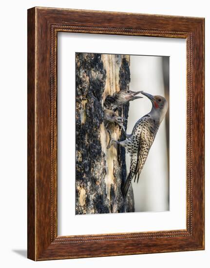 Wyoming, Sublette County. Male Northern Flicker feeds two of it's young at a cavity nest-Elizabeth Boehm-Framed Photographic Print