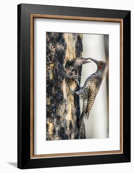 Wyoming, Sublette County. Male Northern Flicker feeds two of it's young at a cavity nest-Elizabeth Boehm-Framed Photographic Print