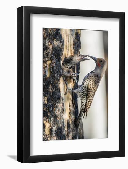 Wyoming, Sublette County. Male Northern Flicker feeds two of it's young at a cavity nest-Elizabeth Boehm-Framed Photographic Print