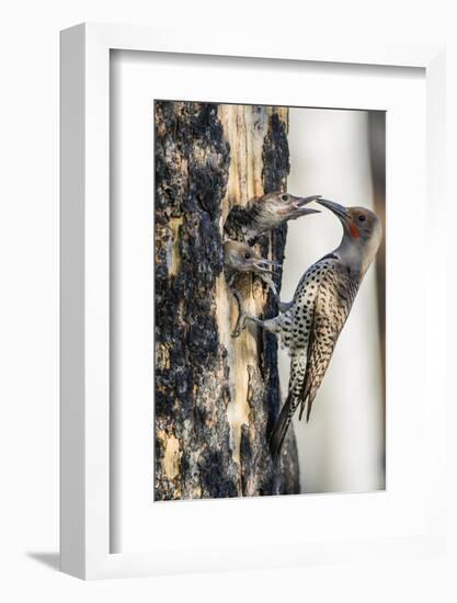 Wyoming, Sublette County. Male Northern Flicker feeds two of it's young at a cavity nest-Elizabeth Boehm-Framed Photographic Print