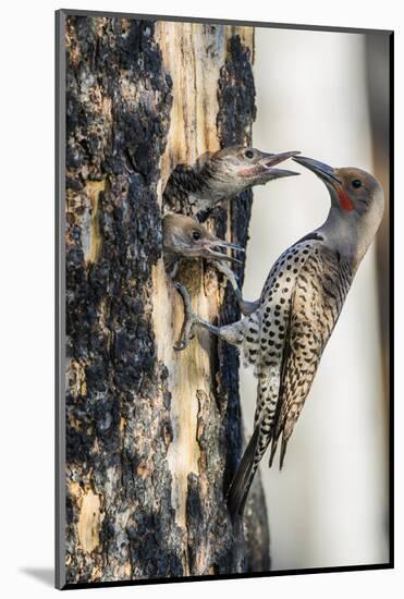 Wyoming, Sublette County. Male Northern Flicker feeds two of it's young at a cavity nest-Elizabeth Boehm-Mounted Photographic Print