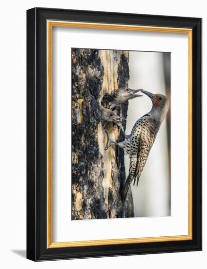 Wyoming, Sublette County. Male Northern Flicker feeds two of it's young at a cavity nest-Elizabeth Boehm-Framed Photographic Print