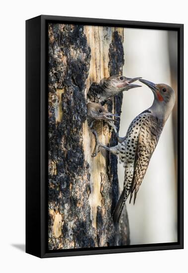 Wyoming, Sublette County. Male Northern Flicker feeds two of it's young at a cavity nest-Elizabeth Boehm-Framed Premier Image Canvas