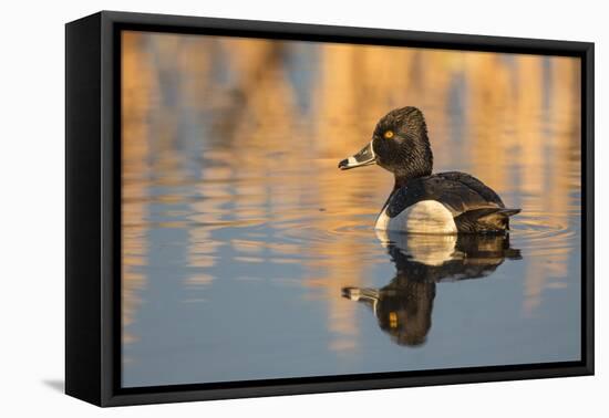 Wyoming, Sublette County. Male ring-necked duck is reflected in the morning light on a quiet pond.-Elizabeth Boehm-Framed Premier Image Canvas