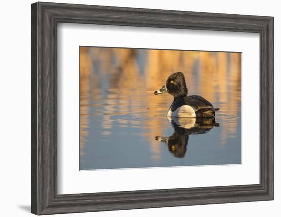 Wyoming, Sublette County. Male ring-necked duck is reflected in the morning light on a quiet pond.-Elizabeth Boehm-Framed Photographic Print