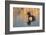 Wyoming, Sublette County. Male ring-necked duck is reflected in the morning light on a quiet pond.-Elizabeth Boehm-Framed Photographic Print