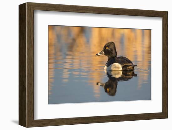 Wyoming, Sublette County. Male ring-necked duck is reflected in the morning light on a quiet pond.-Elizabeth Boehm-Framed Photographic Print