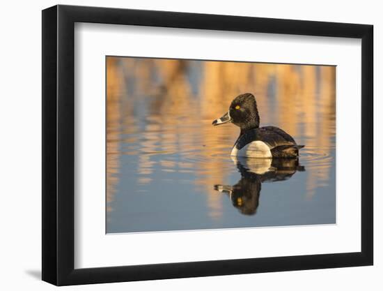 Wyoming, Sublette County. Male ring-necked duck is reflected in the morning light on a quiet pond.-Elizabeth Boehm-Framed Photographic Print