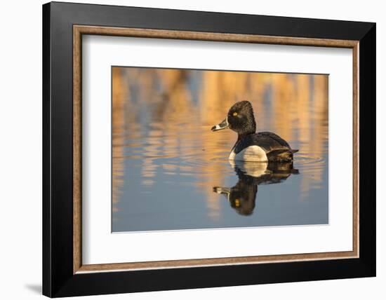 Wyoming, Sublette County. Male ring-necked duck is reflected in the morning light on a quiet pond.-Elizabeth Boehm-Framed Photographic Print