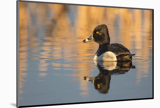 Wyoming, Sublette County. Male ring-necked duck is reflected in the morning light on a quiet pond.-Elizabeth Boehm-Mounted Photographic Print