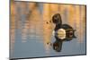 Wyoming, Sublette County. Male ring-necked duck is reflected in the morning light on a quiet pond.-Elizabeth Boehm-Mounted Photographic Print