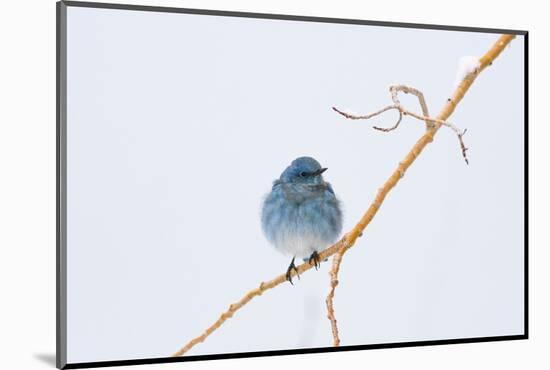 Wyoming, Sublette County, Migrating Mountain Bluebird Perched-Elizabeth Boehm-Mounted Photographic Print