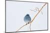 Wyoming, Sublette County, Migrating Mountain Bluebird Perched-Elizabeth Boehm-Mounted Photographic Print
