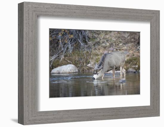 Wyoming, Sublette County, Mule Deer Buck Drinking Water from River-Elizabeth Boehm-Framed Photographic Print