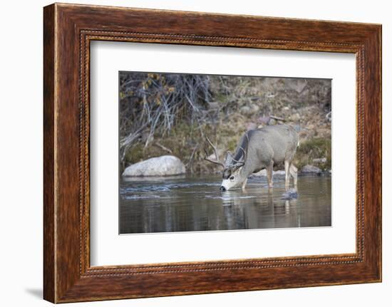 Wyoming, Sublette County, Mule Deer Buck Drinking Water from River-Elizabeth Boehm-Framed Photographic Print