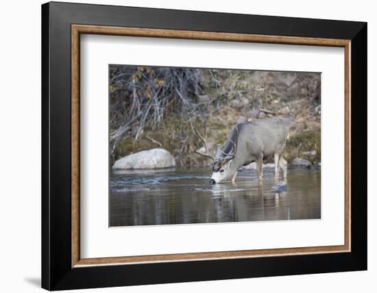 Wyoming, Sublette County, Mule Deer Buck Drinking Water from River-Elizabeth Boehm-Framed Photographic Print