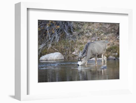 Wyoming, Sublette County, Mule Deer Buck Drinking Water from River-Elizabeth Boehm-Framed Photographic Print