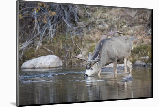 Wyoming, Sublette County, Mule Deer Buck Drinking Water from River-Elizabeth Boehm-Mounted Photographic Print