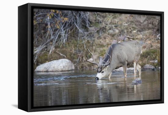 Wyoming, Sublette County, Mule Deer Buck Drinking Water from River-Elizabeth Boehm-Framed Premier Image Canvas