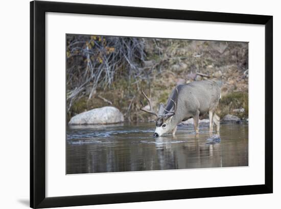 Wyoming, Sublette County, Mule Deer Buck Drinking Water from River-Elizabeth Boehm-Framed Photographic Print