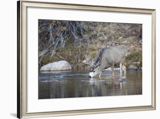 Wyoming, Sublette County, Mule Deer Buck Drinking Water from River-Elizabeth Boehm-Framed Photographic Print
