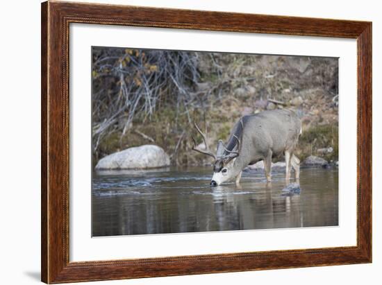 Wyoming, Sublette County, Mule Deer Buck Drinking Water from River-Elizabeth Boehm-Framed Photographic Print