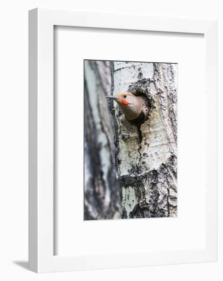 Wyoming, Sublette County, Northern Flicker Peering from Nest Cavity-Elizabeth Boehm-Framed Photographic Print