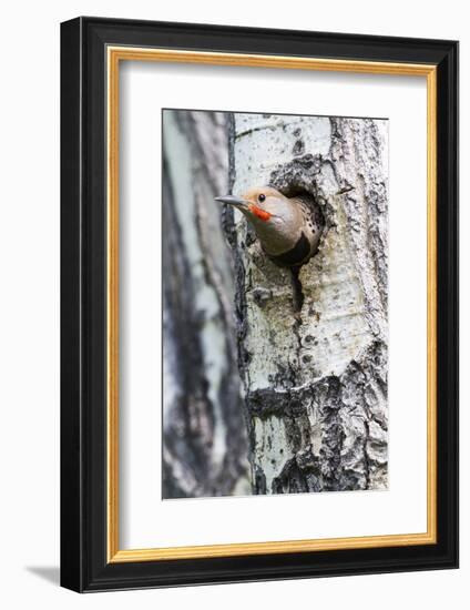 Wyoming, Sublette County, Northern Flicker Peering from Nest Cavity-Elizabeth Boehm-Framed Photographic Print
