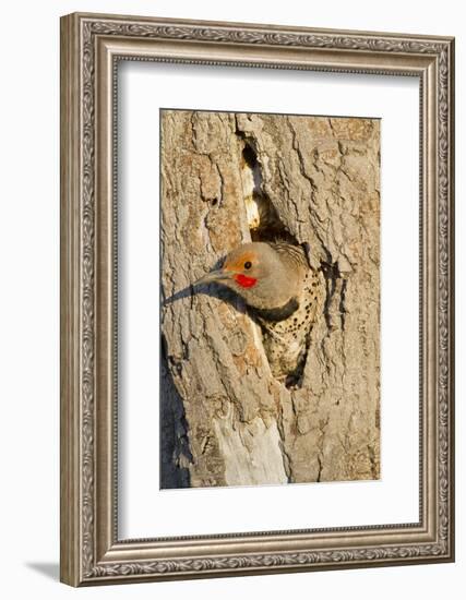 Wyoming, Sublette County, Northern Flicker Peering from Nest Cavity-Elizabeth Boehm-Framed Photographic Print