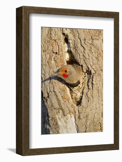 Wyoming, Sublette County, Northern Flicker Peering from Nest Cavity-Elizabeth Boehm-Framed Photographic Print