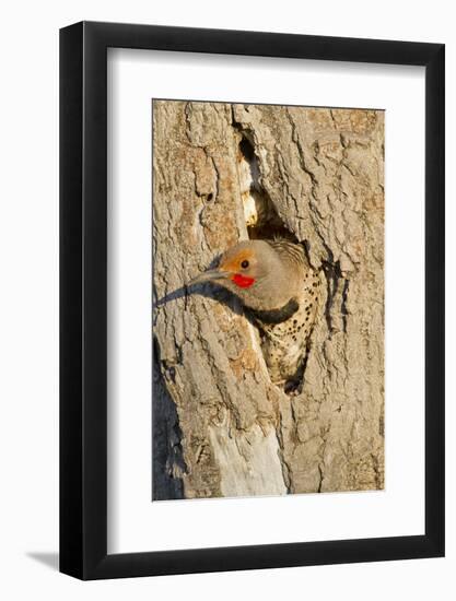 Wyoming, Sublette County, Northern Flicker Peering from Nest Cavity-Elizabeth Boehm-Framed Photographic Print