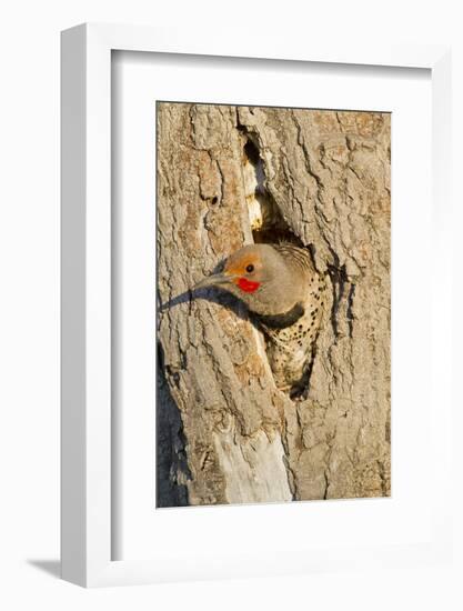 Wyoming, Sublette County, Northern Flicker Peering from Nest Cavity-Elizabeth Boehm-Framed Photographic Print