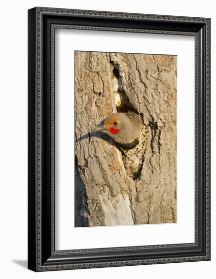 Wyoming, Sublette County, Northern Flicker Peering from Nest Cavity-Elizabeth Boehm-Framed Photographic Print