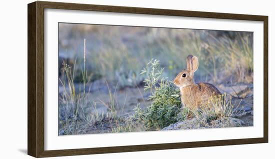 Wyoming, Sublette County, Nuttalls Cottontail Rabbit-Elizabeth Boehm-Framed Photographic Print