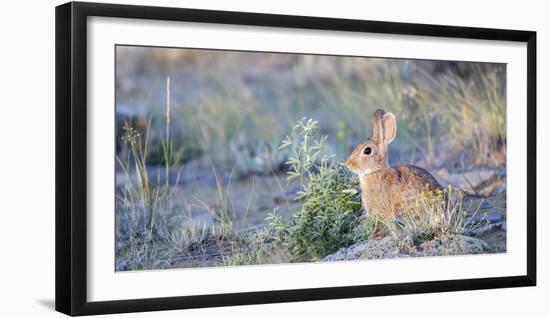 Wyoming, Sublette County, Nuttalls Cottontail Rabbit-Elizabeth Boehm-Framed Photographic Print