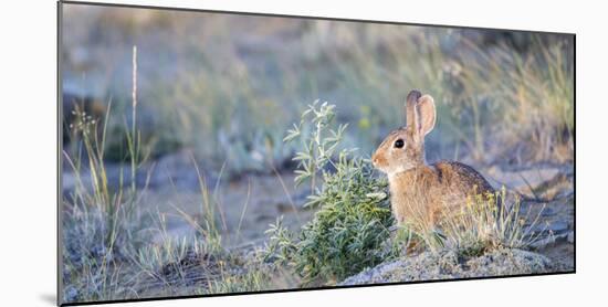 Wyoming, Sublette County, Nuttalls Cottontail Rabbit-Elizabeth Boehm-Mounted Photographic Print