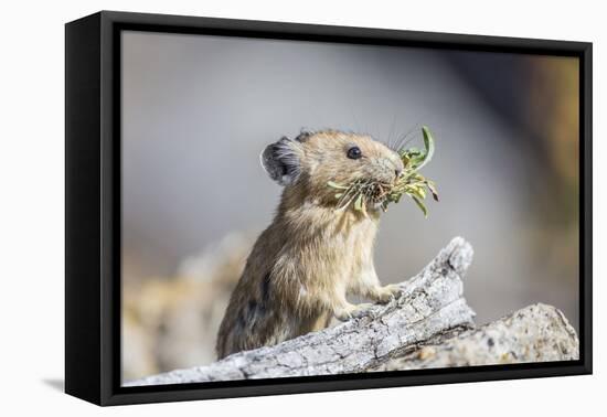 Wyoming, Sublette County, Pika with Mouthful of Plants for Haystack-Elizabeth Boehm-Framed Premier Image Canvas