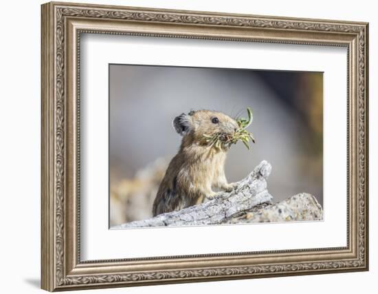 Wyoming, Sublette County, Pika with Mouthful of Plants for Haystack-Elizabeth Boehm-Framed Photographic Print