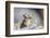 Wyoming, Sublette County, Pika with Mouthful of Plants for Haystack-Elizabeth Boehm-Framed Photographic Print