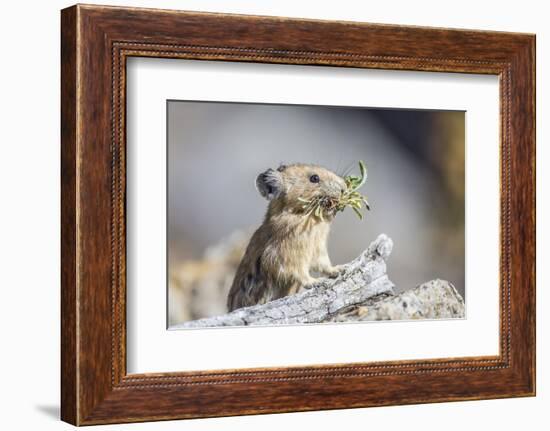 Wyoming, Sublette County, Pika with Mouthful of Plants for Haystack-Elizabeth Boehm-Framed Photographic Print