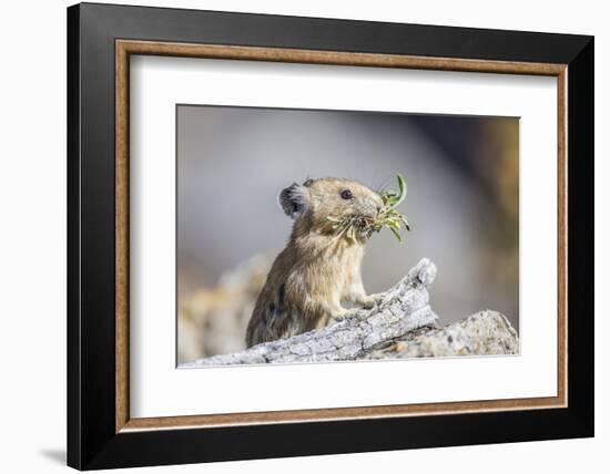 Wyoming, Sublette County, Pika with Mouthful of Plants for Haystack-Elizabeth Boehm-Framed Photographic Print